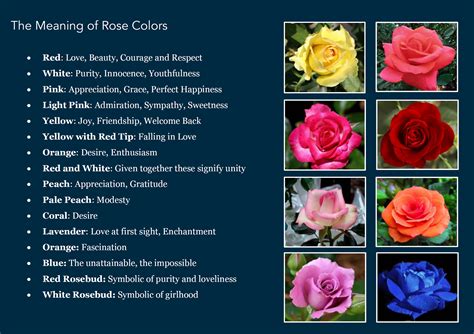 What color rose means true love?