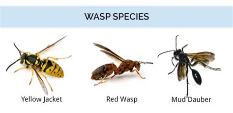 What color scares wasps?