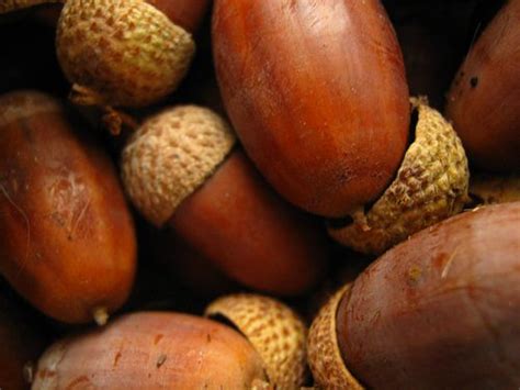 What color should acorns be?