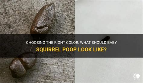 What color should baby squirrel poop be?