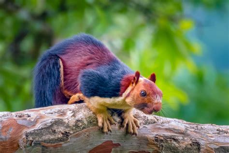 What color squirrel is most aggressive?