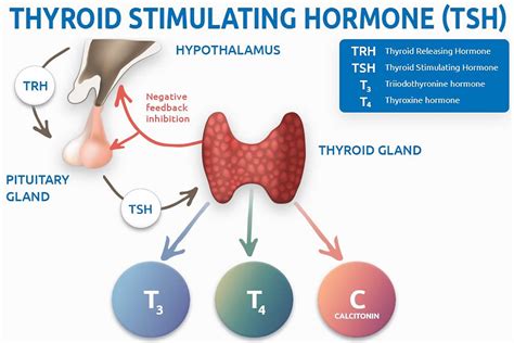 What color stimulates hormones?