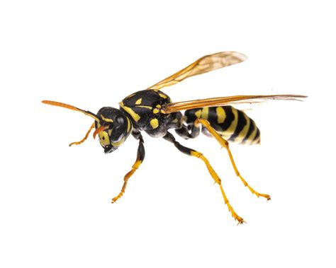 What color triggers wasps?
