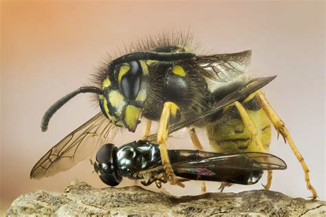 What colors are wasps afraid of?