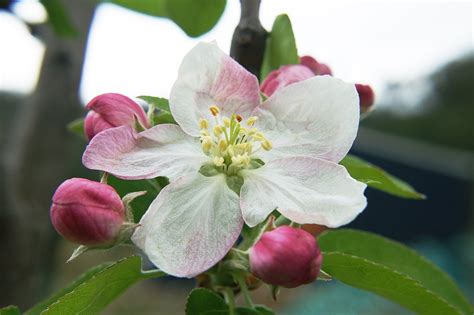 What colors can apple blossoms be?