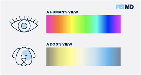 What colors can dogs not see?