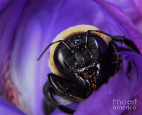 What colors can make bees angry?