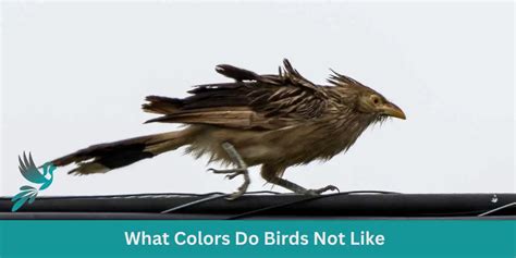What colors do birds not like?