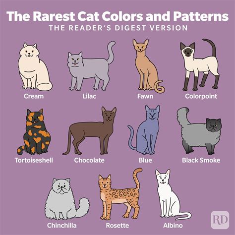 What colors do cats avoid?