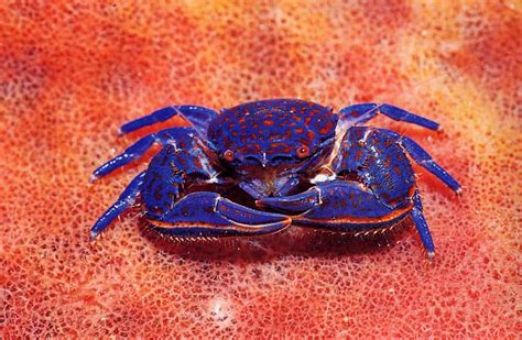 What colors do crabs see?