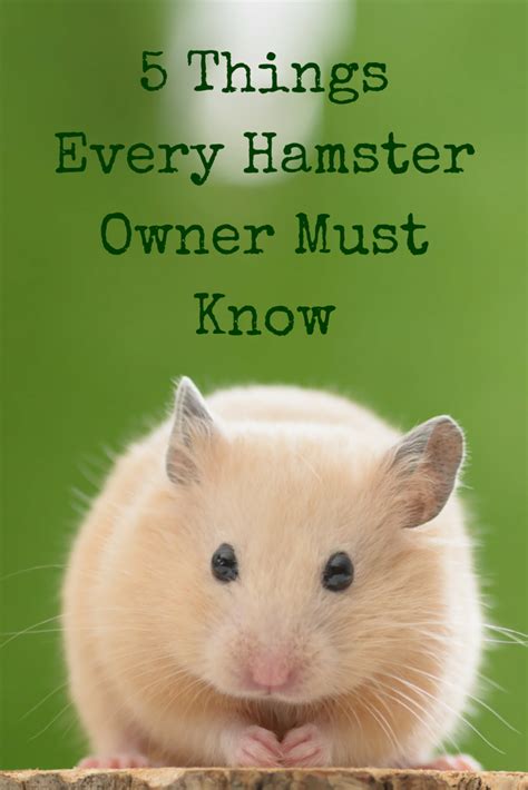 What colors do hamsters hate?