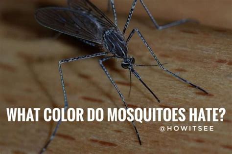 What colors do mosquitoes hate?