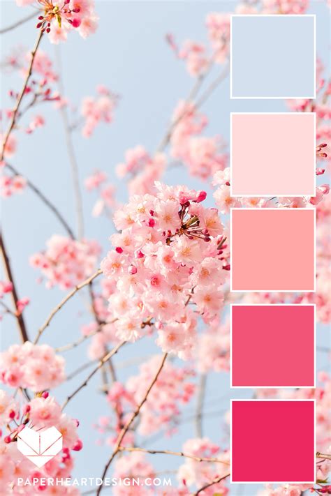 What colors make cherry blossom?