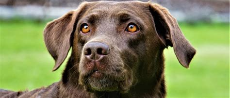 What colour eyes should Labrador have?