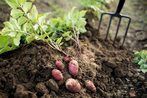 What conditions do potatoes grow best in?
