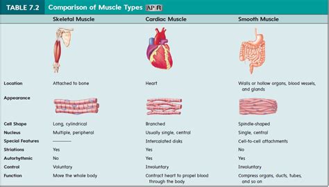 What controls activities of smooth and cardiac muscles and glands?