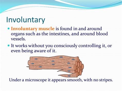 What controls involuntary muscles and activities?