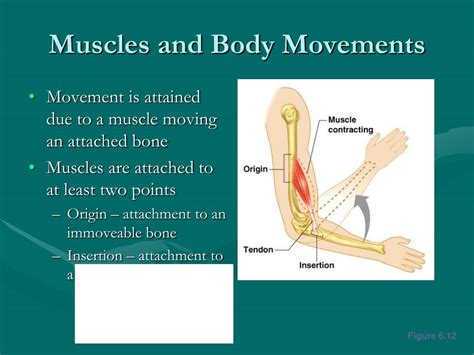 What controls movement of muscles?