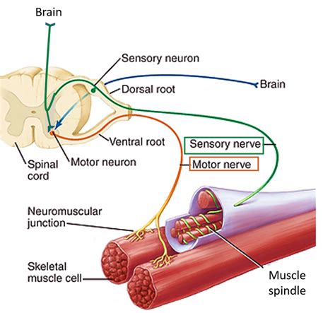 What controls muscle activation?