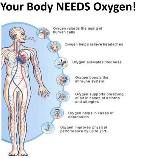 What controls oxygen in the body?