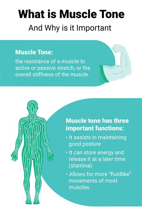 What controls smooth muscle tone?