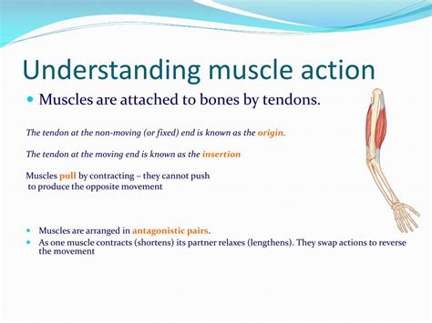 What controls the action of the muscles?
