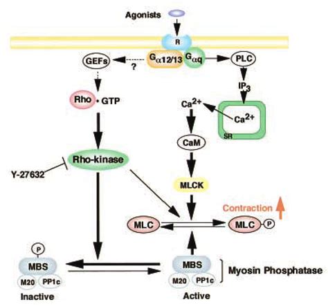 What controls the activity of smooth muscle?