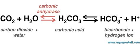 What converts CO2 to bicarbonate?