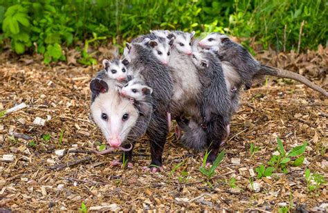 What countries eat possums?