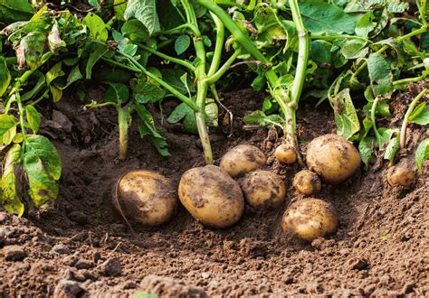What country do potatoes grow best?