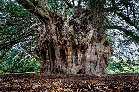 What country has the oldest tree in Europe?