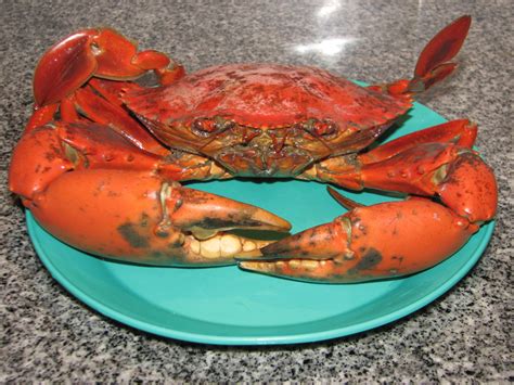 What crabs are not safe to eat?