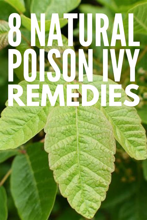 What cures poison ivy the fastest?