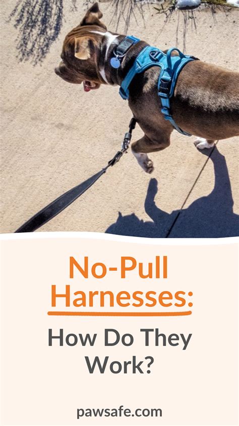 What damage can a harness do to a dog?