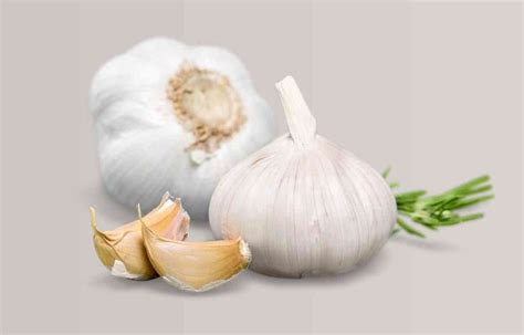 What destroys allicin in garlic?