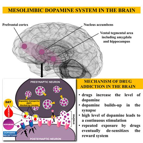 What destroys dopamine neurons?