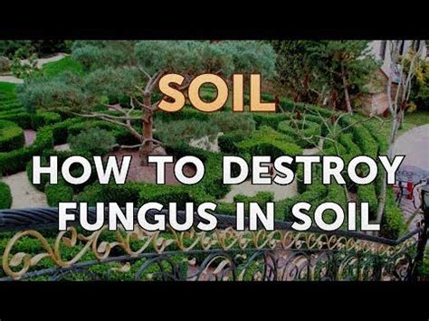 What destroys fungus?