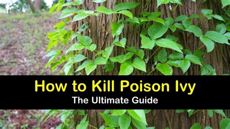 What destroys poison ivy?