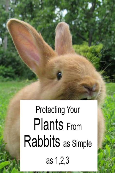 What deters rabbits from eating plants?