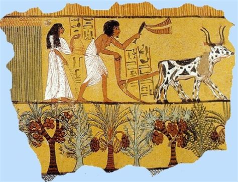 What did Egyptian farmers eat?