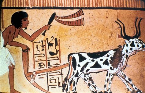 What did Egyptians use cows for?