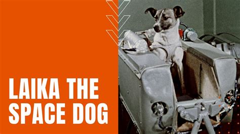 What did Laika eat in space?