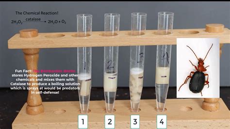 What did catalase do to the potato?