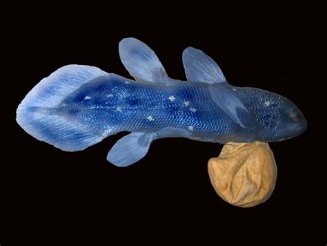 What did coelacanth eat?