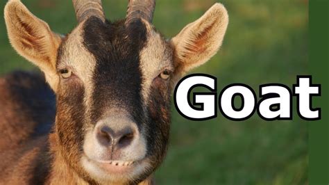 What did the first goat say?