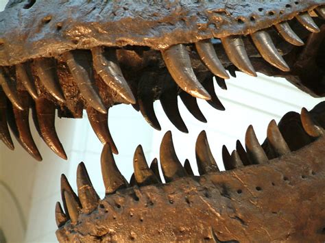 What dinosaur has 1 trillion teeth?