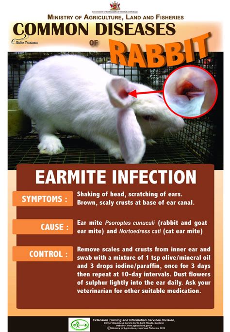 What disease attacks rabbits?