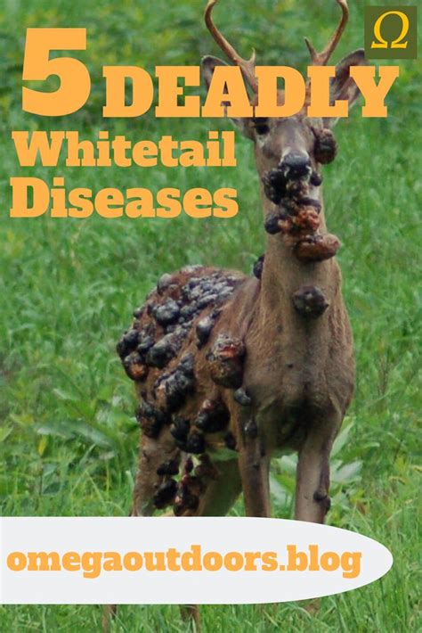 What disease is killing deer in Indiana?