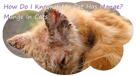 What disease kills cats quickly?