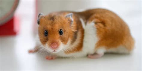 What diseases can hamsters pass to humans?
